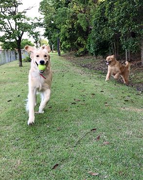 看板犬メリーさん&ルルさん写真