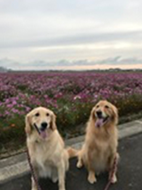 看板犬メリーさん&ルルさん写真